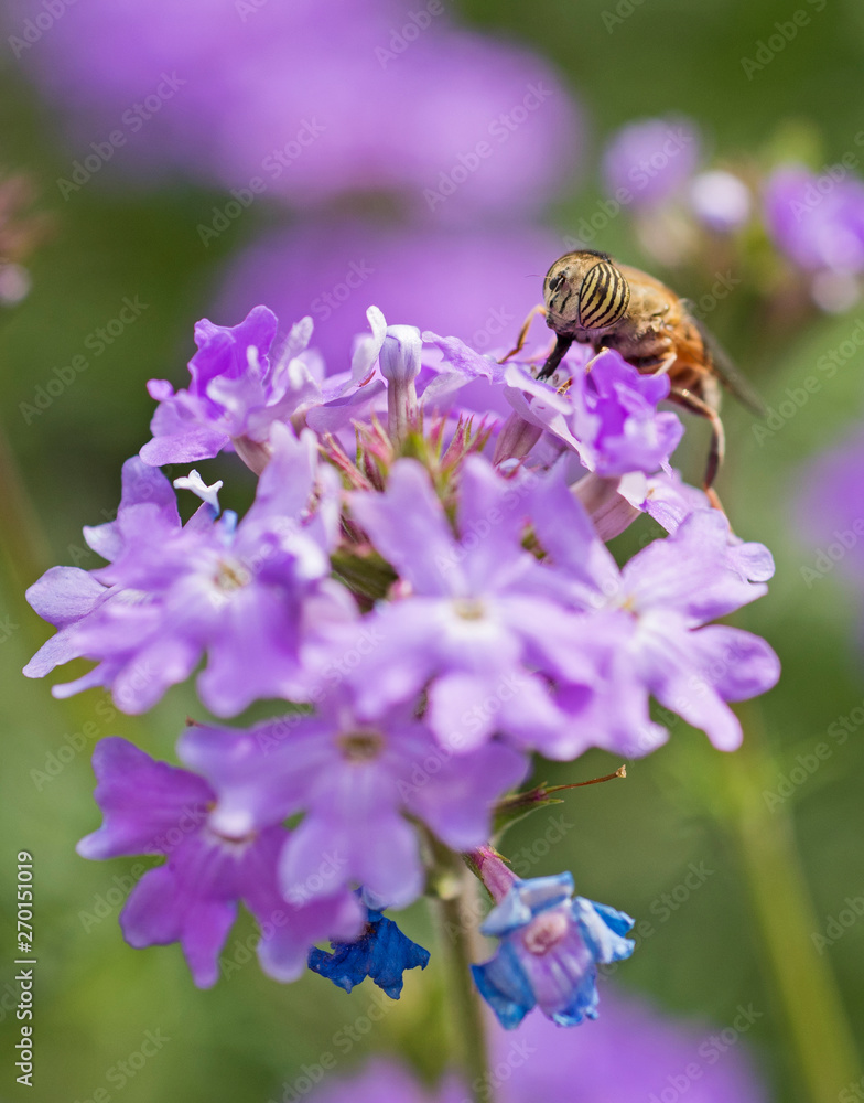 Flower fly feeding on a purple Elizabeth Earle flowers in garden