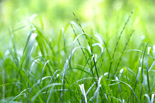 green grass on a blurred background of nature