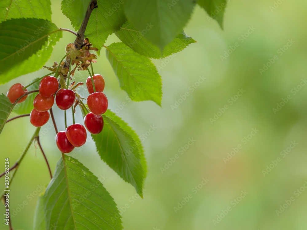 Beautiful scene with cherry fruits on the tree with empty space Beautiful scene with cherry fruits on the tree with empty space
