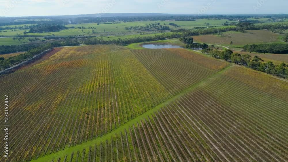 Forward flight over straight rows of vines towards small lake in a winery Forward flight over straight rows of vines towards small lake in a winery