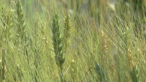 zoom out, green wheat in a greenhouse photo