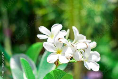 White Plumeria with green leaf blooming on sunbright in the morning