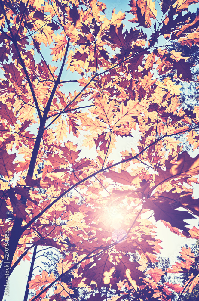 Looking up at at leaves against the sun, color toned picture. 