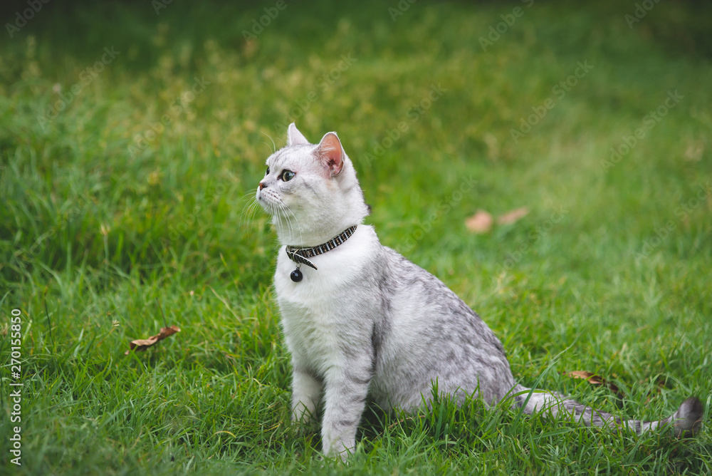 silver cute cat on green grass