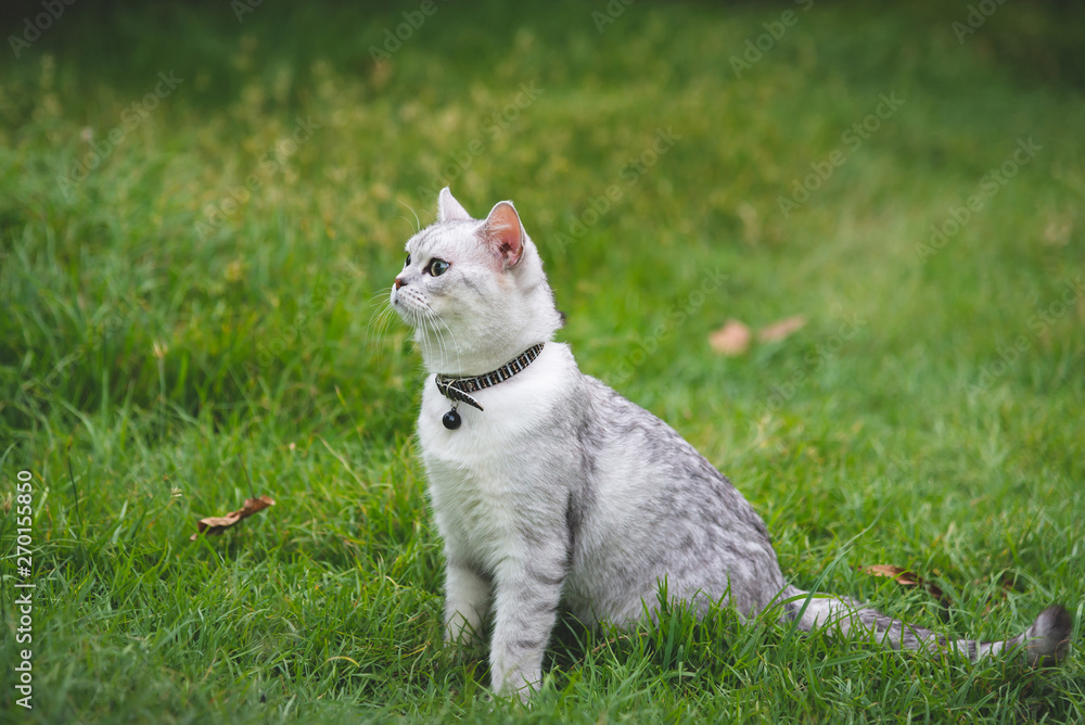 silver cute cat on green grass silver cute cat on green grass