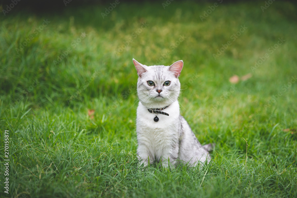 silver cute cat on green grass