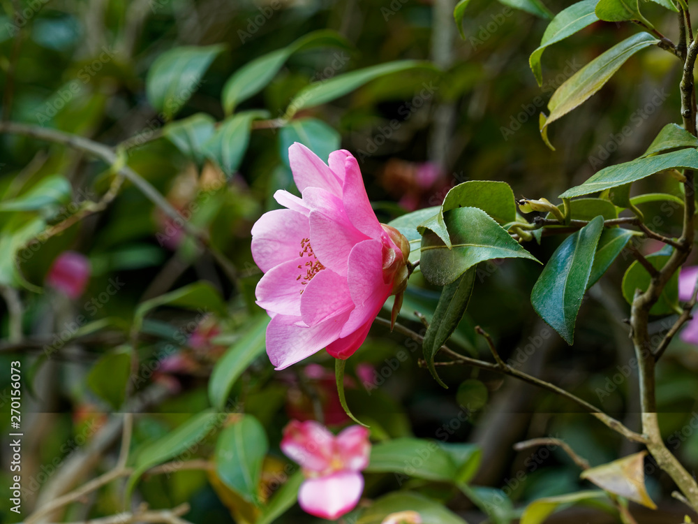 Camellia japonica - Camélia du Japon aux élégantes fleurs roses et feuillage décoratif