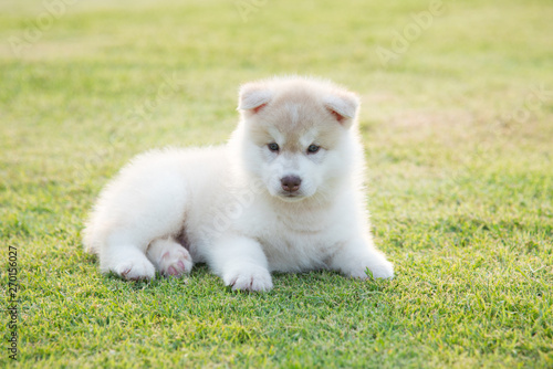 siberian husky puppy on grass under sunlight