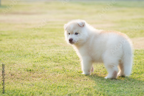 siberian husky puppy on grass under sunlight