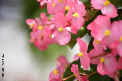 Close up pink Begonia flowers with green leafs in the park.