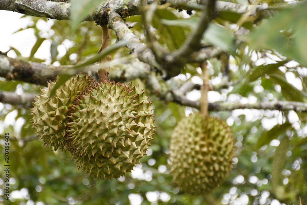 Durian fruits on tree in the garden Durian fruits on tree in the garden