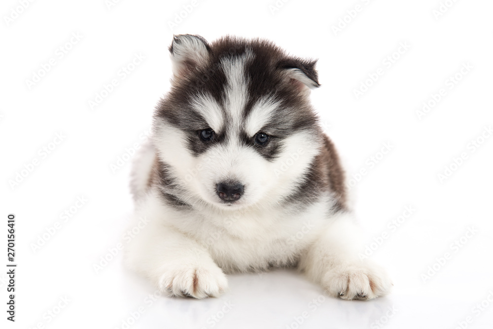 siberian husky puppy lying on white background isolated