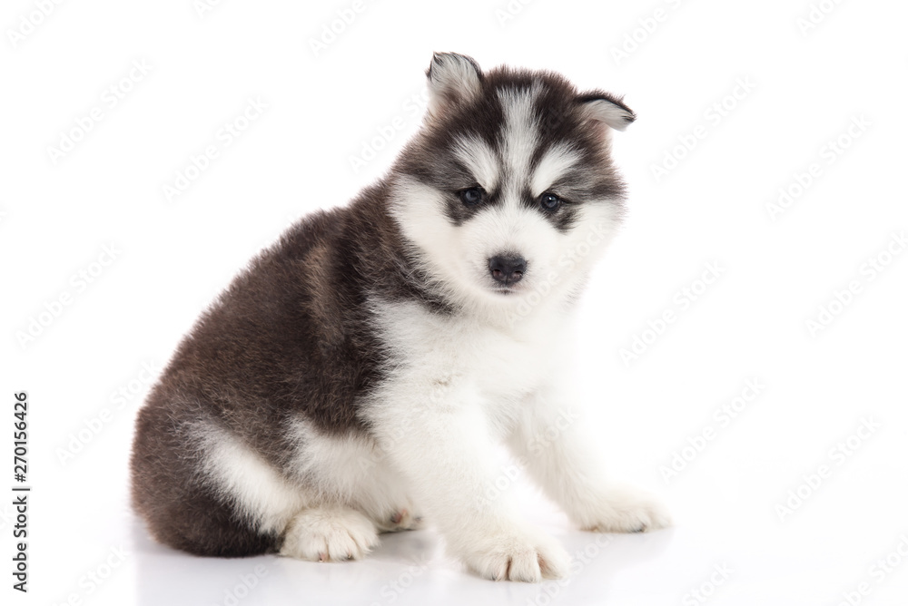siberian husky puppy lying on white background isolated siberian husky puppy lying on white background isolated