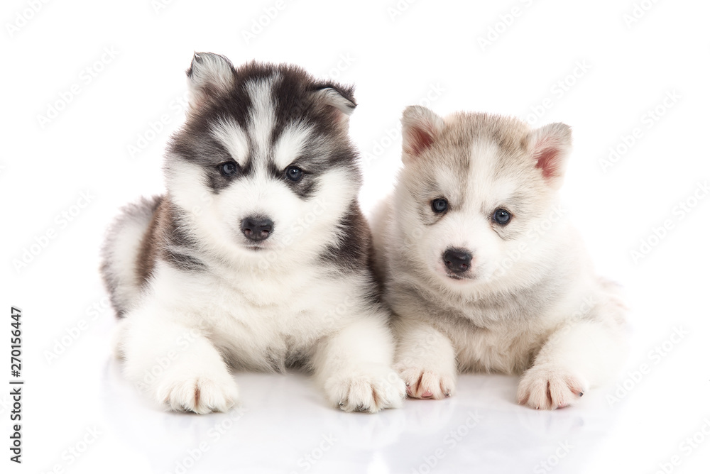 Two siberian husky puppies on white background