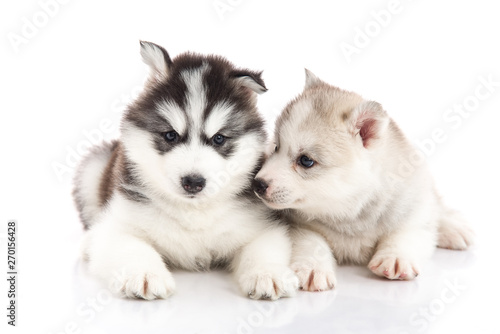 Two siberian husky puppies on white background © lalalululala