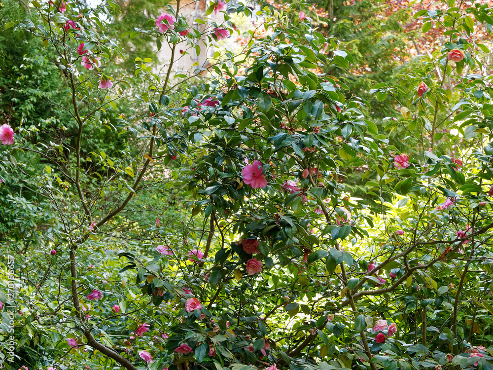 Camellia japonica - Arbuste Camélia du Japon aux élégantes fleurs et  feuillage décoratif Stock Photo | Adobe Stock