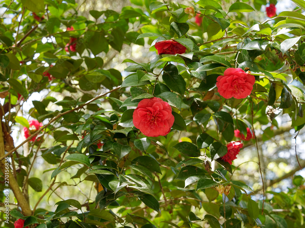 Camellia japonica - Arbuste Camélia du Japon aux élégantes fleurs rouges et  feuillage décoratif Stock Photo | Adobe Stock