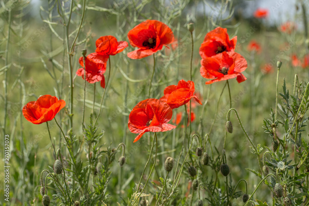 Flowers Red poppies bloom in the wild field. Beautiful field red poppies with selective focus, soft light. Natural Drugs - Opium Poppy. Glade of red wildflowers Flowers Red poppies bloom in the wild field. Beautiful field red poppies with selective focus, soft light. Natural Drugs - Opium Poppy. Glade of red wildflowers
