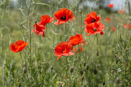 Flowers Red poppies bloom in the wild field. Beautiful field red poppies with selective focus  soft light. Natural Drugs - Opium Poppy. Glade of red wildflowers