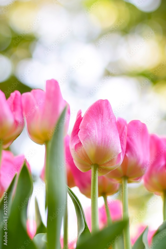 Colorful pink tulips and green leafs with light of sunshine at 75 Anniversary Flag and Lamp Park Chiang Rai. Colorful pink tulips and green leafs with light of sunshine at 75 Anniversary Flag and Lamp Park Chiang Rai.