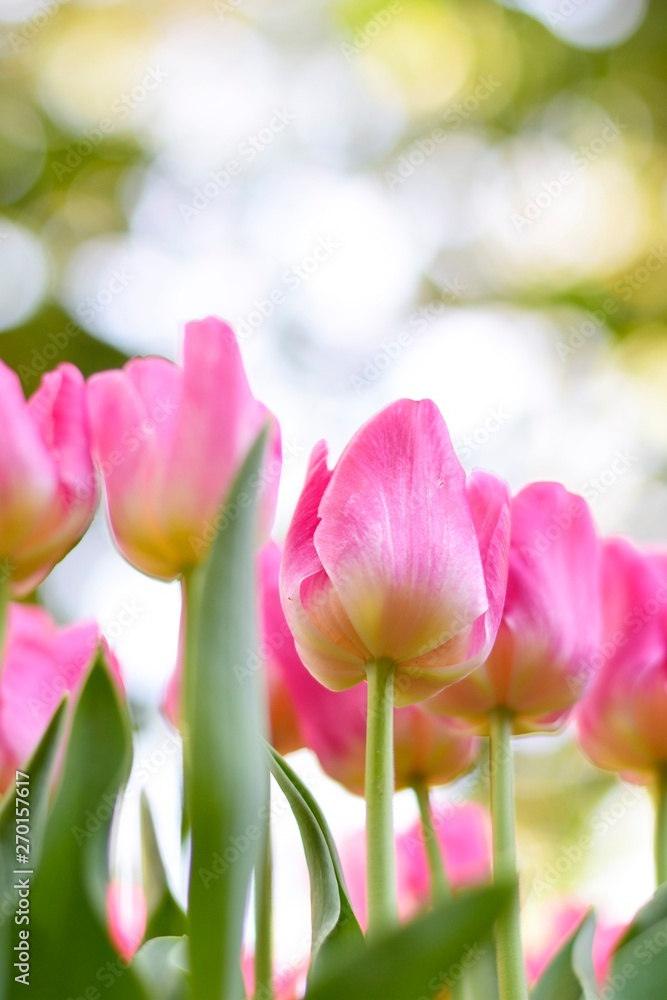 Colorful pink tulips and green leafs with light of sunshine at 75 Anniversary Flag and Lamp Park Chiang Rai.