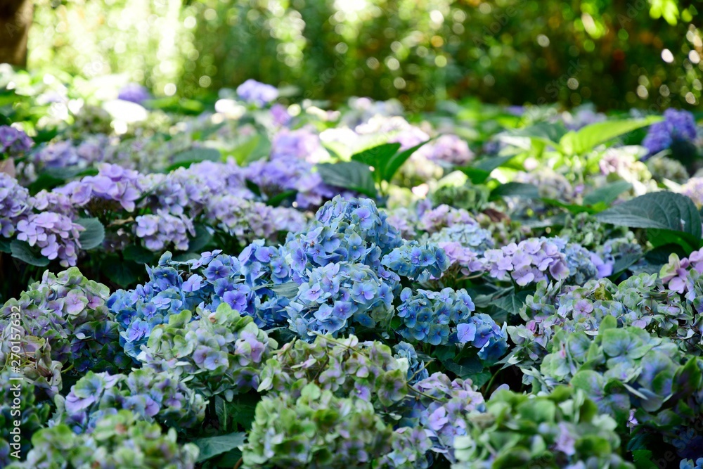Closeup colorful hydrangea flowers field in the garden of sunshine at 75 Anniversary Flag and Lamp Park Chiang Rai. Closeup colorful hydrangea flowers field in the garden of sunshine at 75 Anniversary Flag and Lamp Park Chiang Rai.