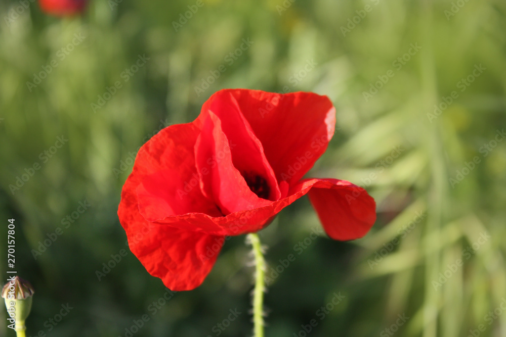 Poppy flower background in the garden. Poppy flower background in the garden.