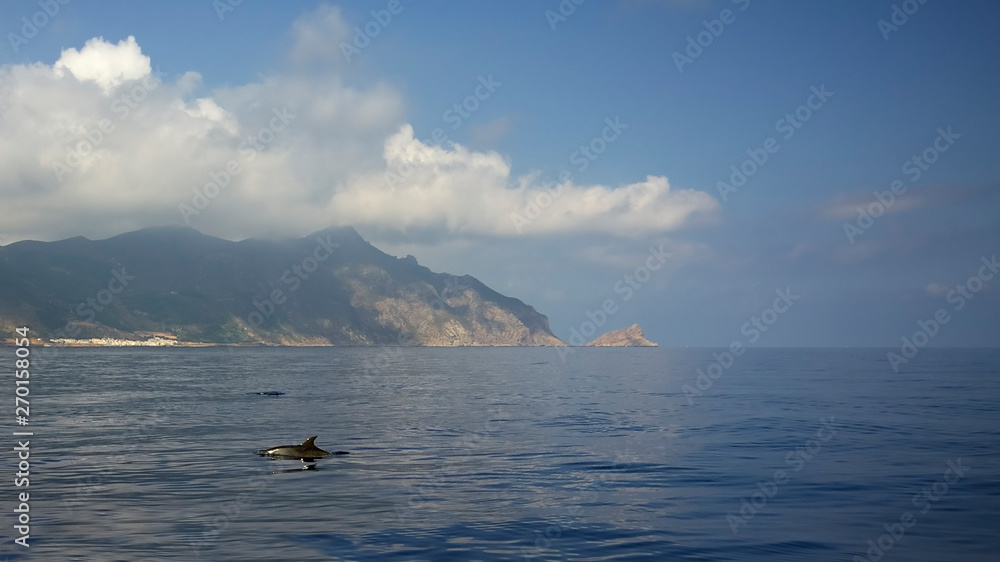 Dolphin at Marettimo island. Sicily, Egadi archipelago. Italy