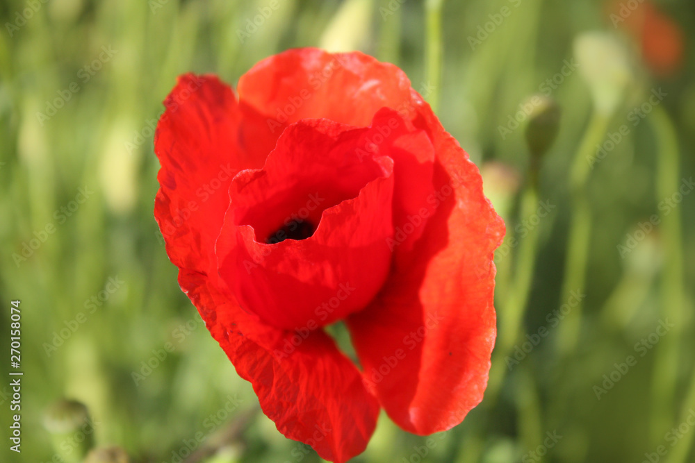 Poppy flower background in the garden. Poppy flower background in the garden.