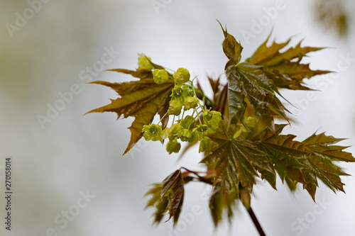 A small branch of a maple tree with small green flowers and growing leaves