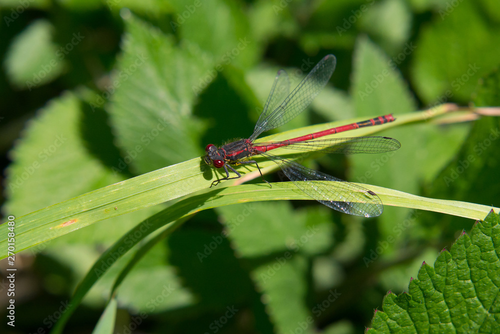 Male large red damselfly (Pyrrhosoma nymphula) perched on a blade of grass Male large red damselfly (Pyrrhosoma nymphula) perched on a blade of grass