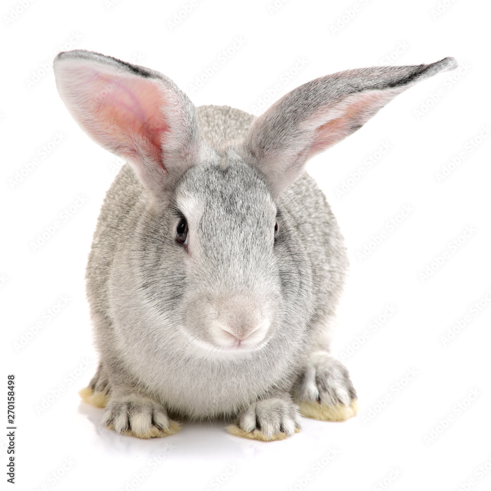 Obraz premium grey rabbit on a white background