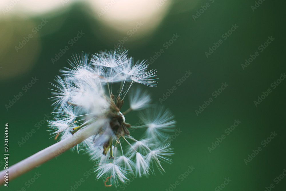Fototapeta premium Dandelion parachutes close-up on green background