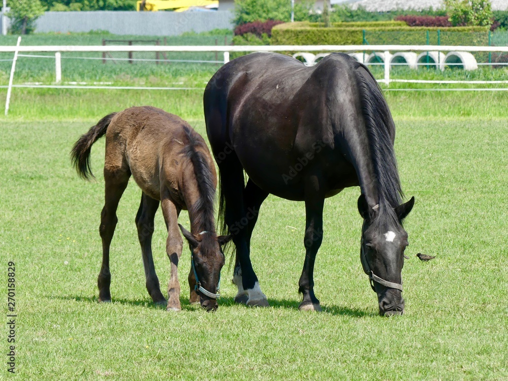 Obraz premium Horse and foal on pasture
