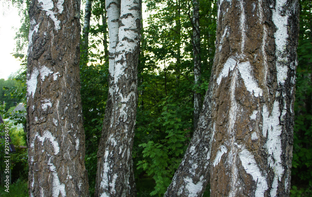 Birch trees in the forest close-up. Birch trees in the forest close-up.