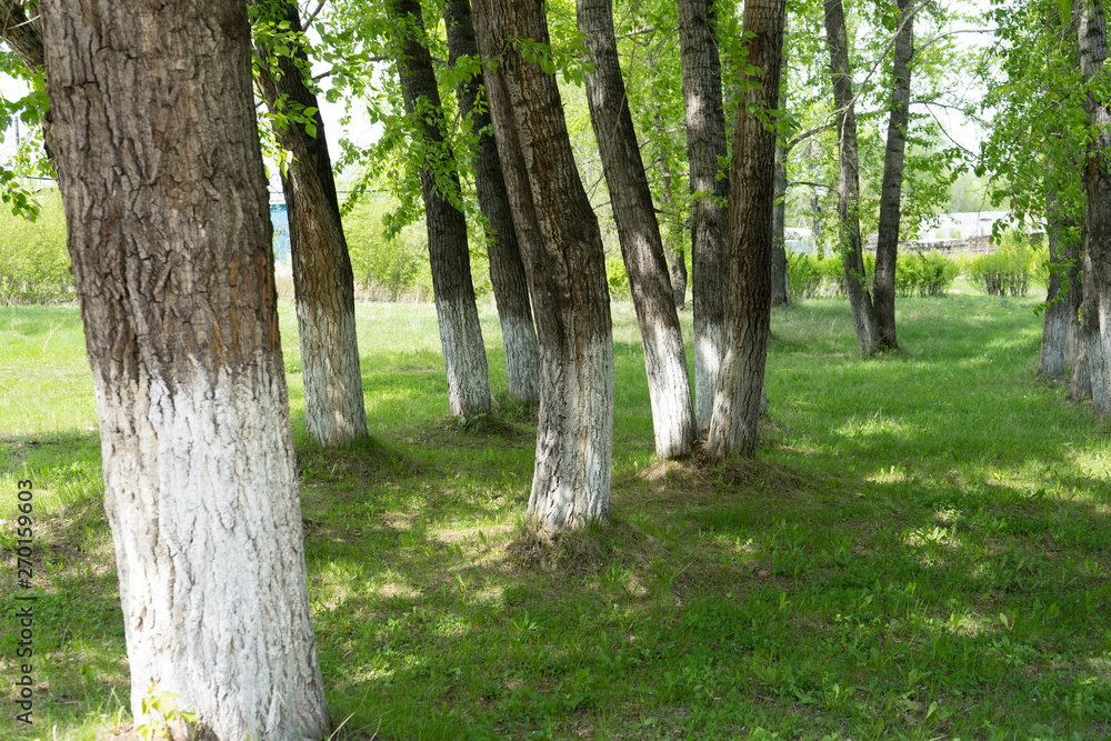 Whitewashed trees in park. White-washed tree trunks in a park on a summer sunny day. Whitewashed trees in park. White-washed tree trunks in a park on a summer sunny day.