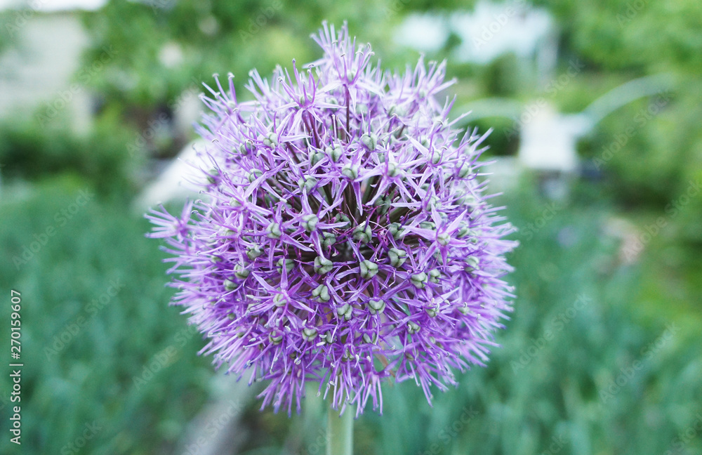 Lilac purple round flower growing closeup. Lilac purple round flower growing closeup.
