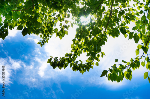 Green leaves of a tree against the blue sky and the sun. Soft white clouds in the blue sky. Sun soft light through the green foliage of the tree.