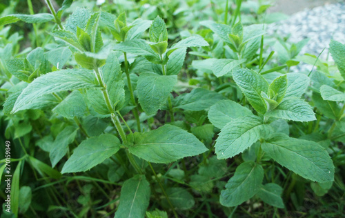 Wallpaper Mural Green mint close up. The plant in the garden grows. Torontodigital.ca
