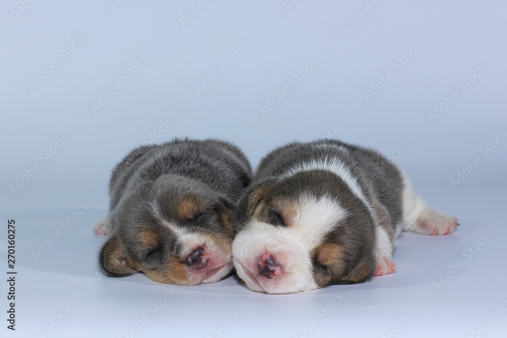 Silver tri color beagle puppy is sleeping and looking in first time 