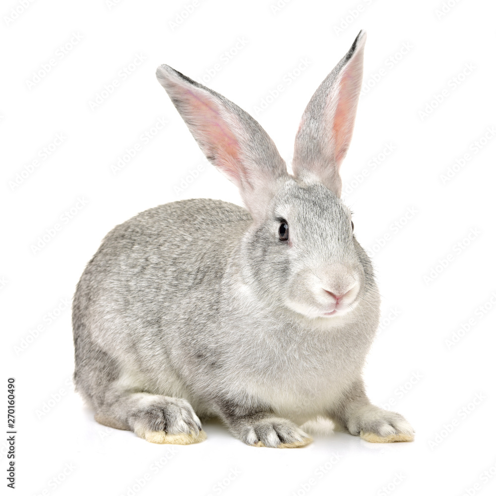 grey rabbit on a white background