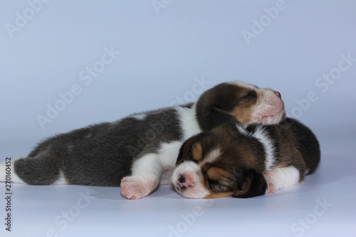 Silver tri color beagle puppy is sleeping and looking in first time 