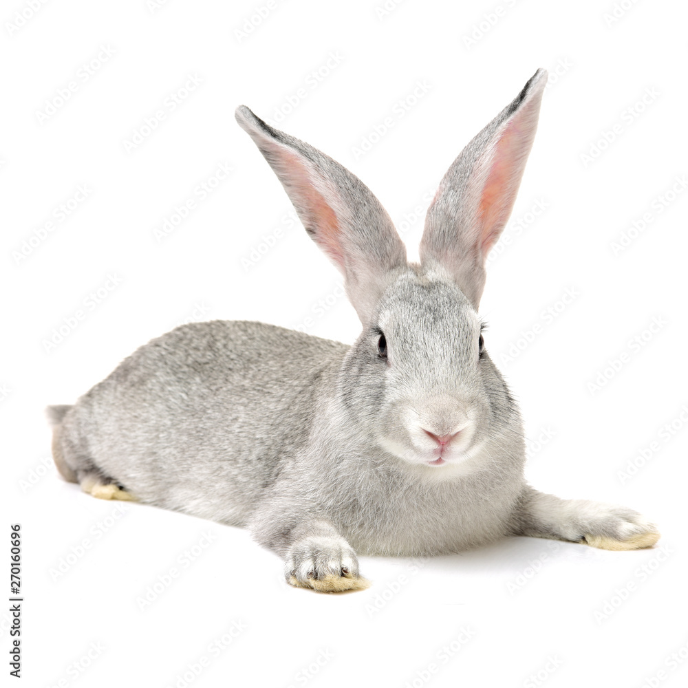 Obraz premium grey rabbit on a white background