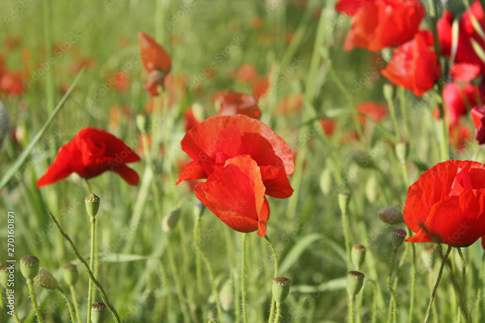 Fototapeta premium Poppy flower background in the garden.