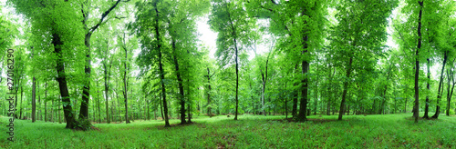 Panorama of green forest at spring landscape