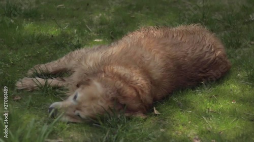 Golden retriever swimming and playing in backyard. photo