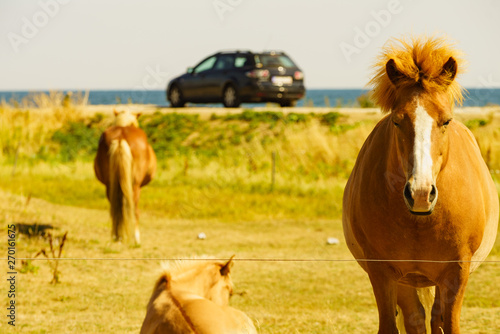 Horses herd on meadow field