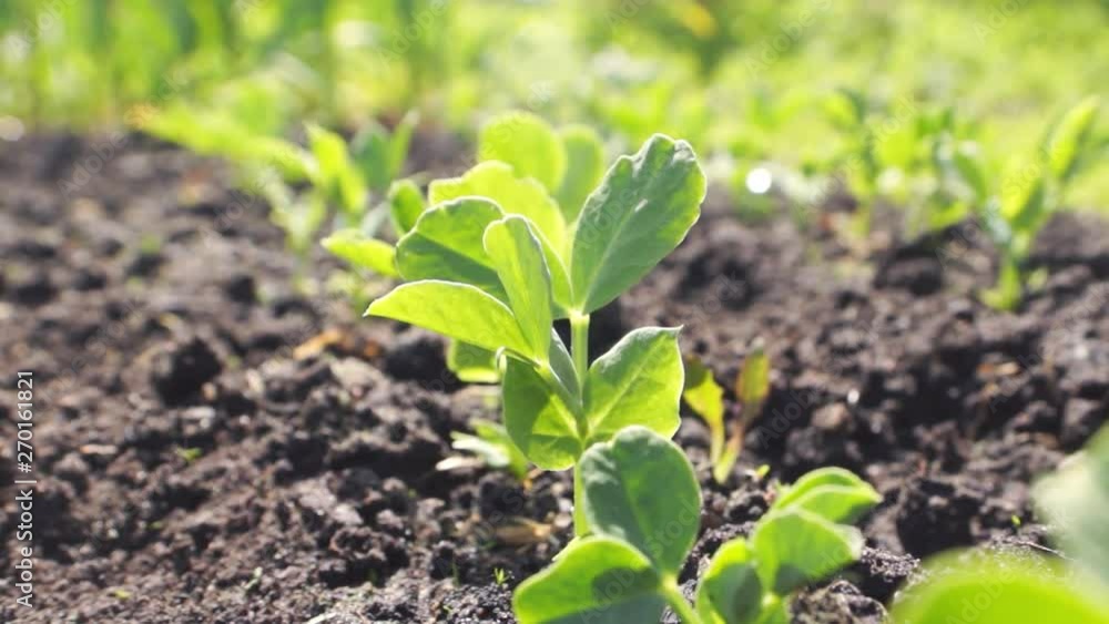 Young pea sprouts in the garden planted in a row. Agriculture, growing vegetables Young pea sprouts in the garden planted in a row. Agriculture, growing vegetables