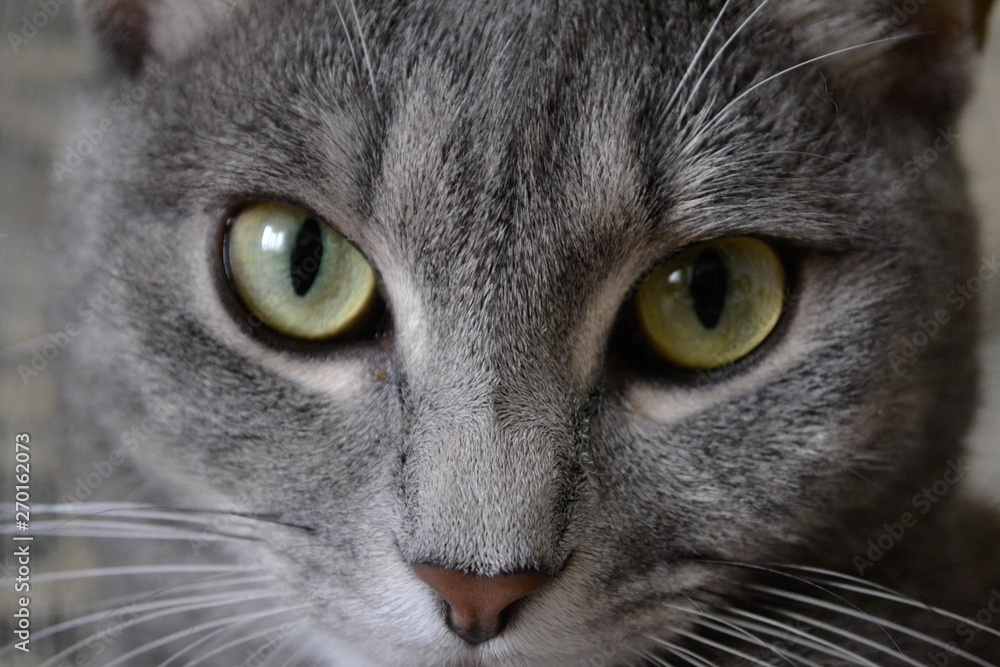 portrait of a cat portrait of a cat