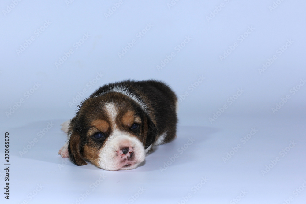 pure breed beagle Puppy is sleeping and looking in first time pure breed beagle Puppy is sleeping and looking in first time